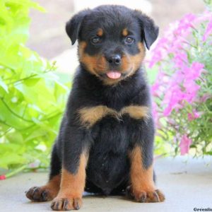 Evan, Rottweiler Puppy