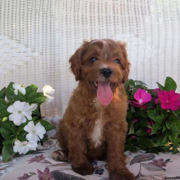 Everest, Cavapoo Puppy