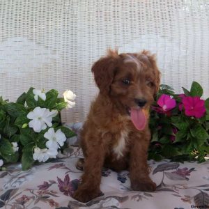 Everest, Cavapoo Puppy