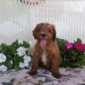 Everest, Cavapoo Puppy