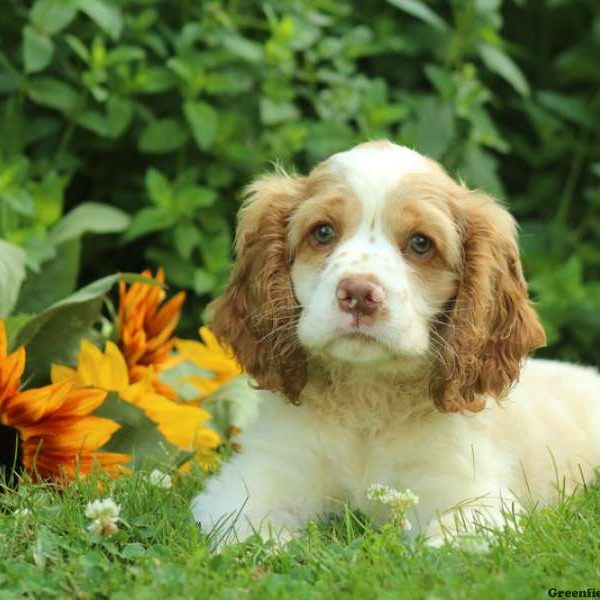 Everette, Cocker Spaniel Puppy