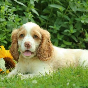 Everette, Cocker Spaniel Puppy