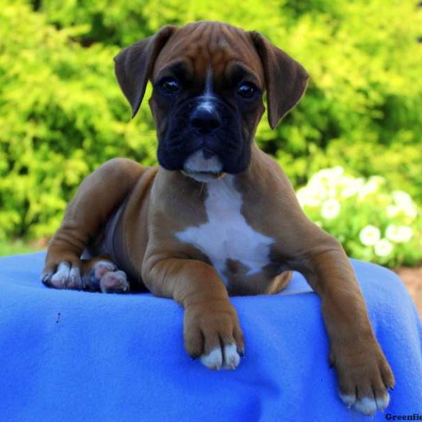 Evergreen, Boxer Puppy