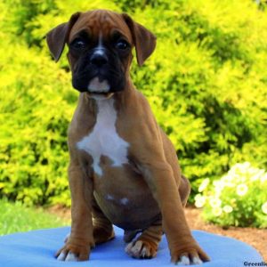 Evergreen, Boxer Puppy