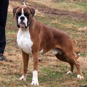 Evergreen, Boxer Puppy