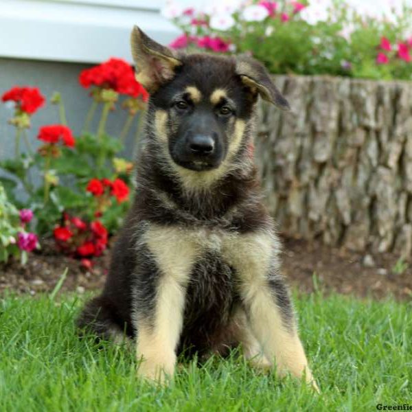 Ezra, German Shepherd Puppy