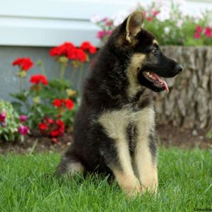 Ezra, German Shepherd Puppy