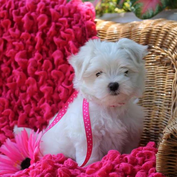 Faith, Maltese Puppy