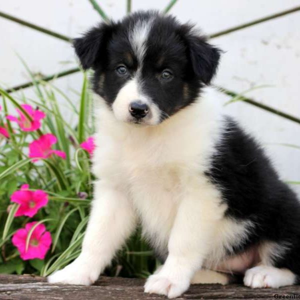 Faith, Border Collie Puppy