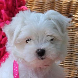 Faith, Maltese Puppy