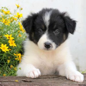 Faith, Border Collie Puppy