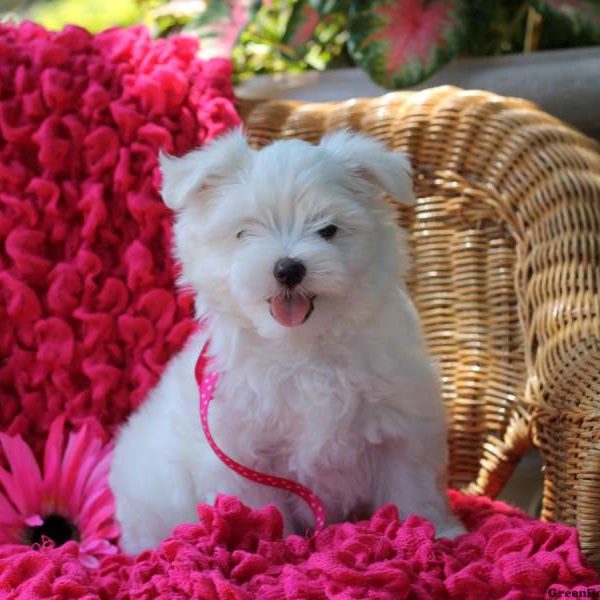 Fanny, Maltese Puppy