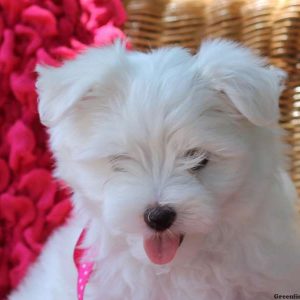 Fanny, Maltese Puppy