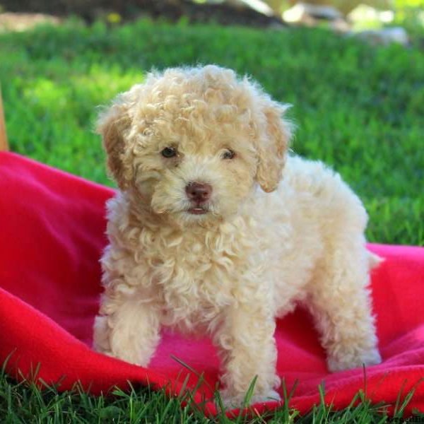 Fany, Lhasa-Poo Puppy