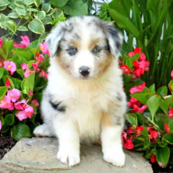 Farley, Australian Shepherd Puppy