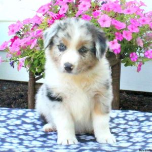 Farley, Australian Shepherd Puppy