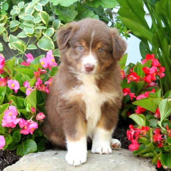 Farrah, Australian Shepherd Puppy