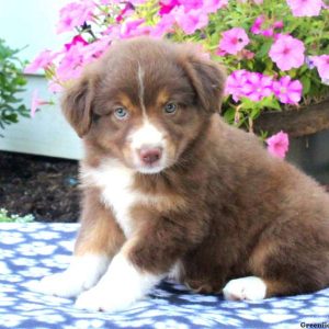 Farrah, Australian Shepherd Puppy