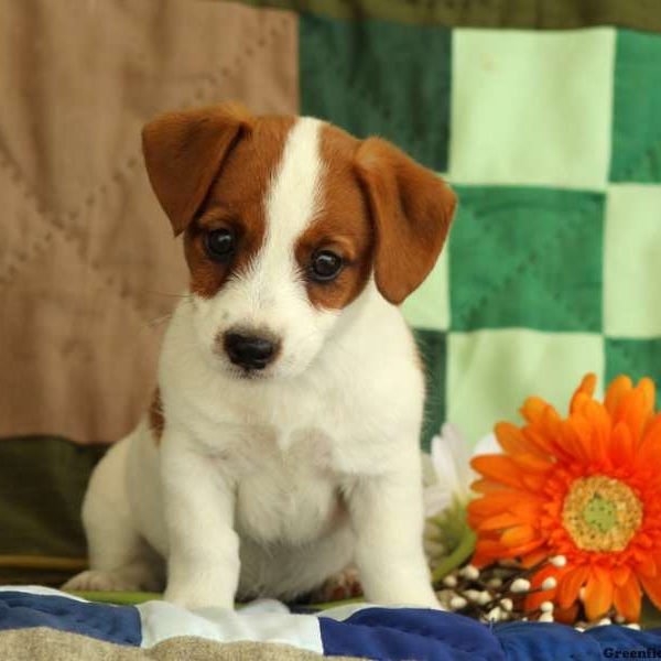 Fawn, Jack Russell Terrier Puppy