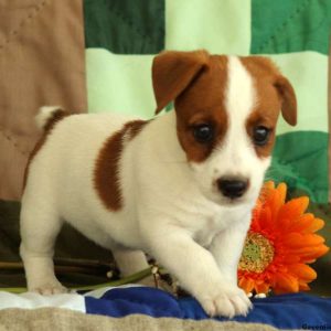 Fawn, Jack Russell Terrier Puppy