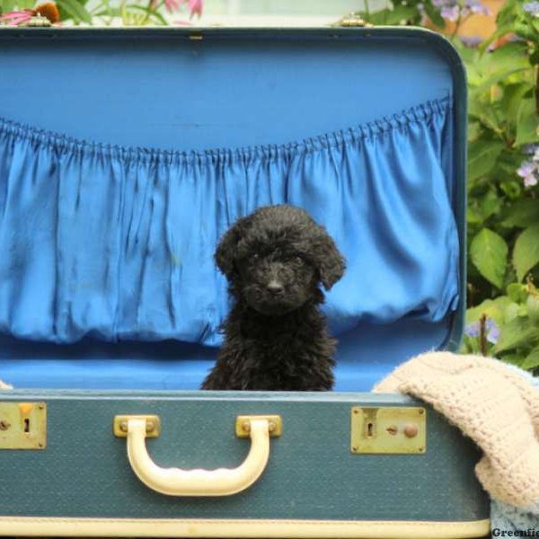 Fay, Standard Poodle Puppy