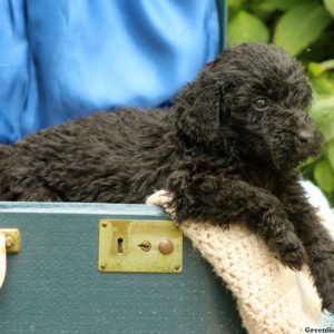 Fay, Standard Poodle Puppy