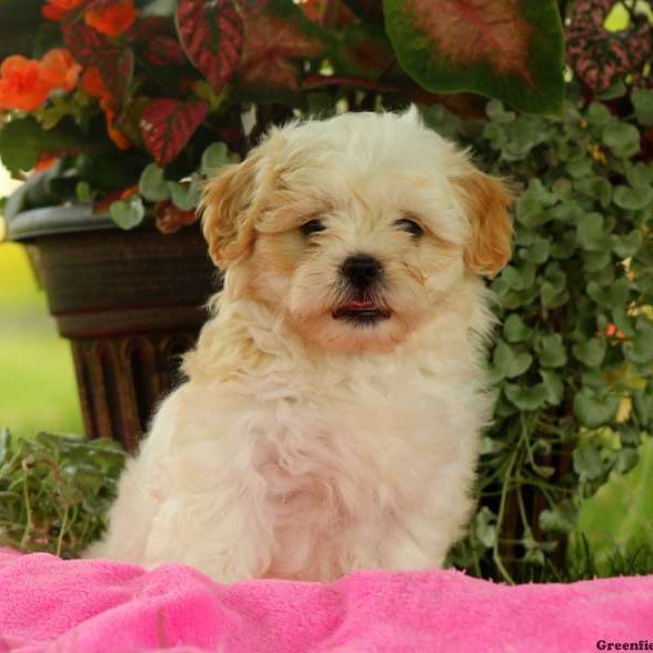 Feather, Shichon / Teddy Bear Puppy