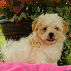 Feather, Shichon / Teddy Bear Puppy