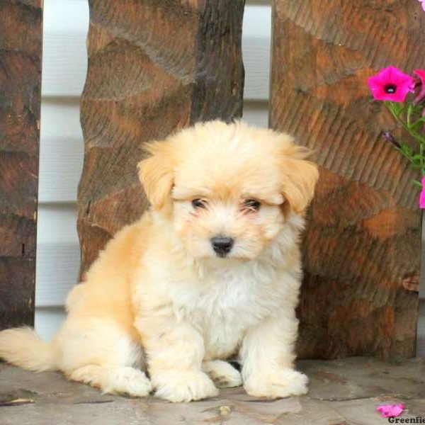 Fedora, Havanese Puppy