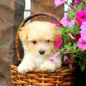 Fedora, Havanese Puppy