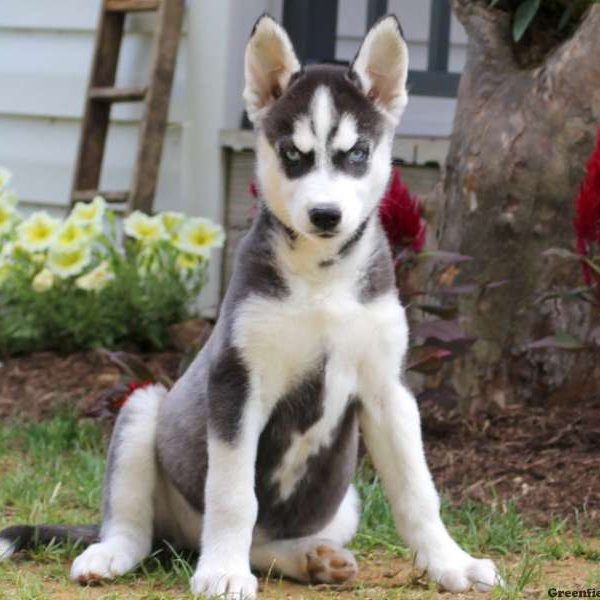 Felicia, Siberian Husky Puppy