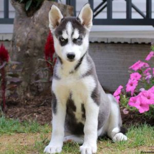 Felicia, Siberian Husky Puppy