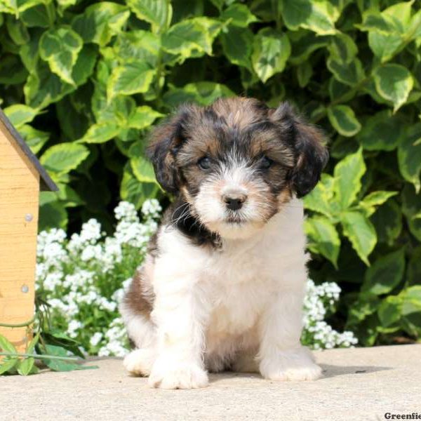 Felicity, Cavalier King Charles Mix Puppy