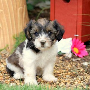 Felicity, Cavalier King Charles Mix Puppy