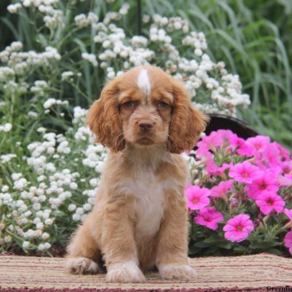 Felix, Cocker Spaniel Puppy