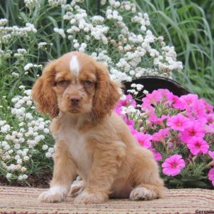 Felix, Cocker Spaniel Puppy