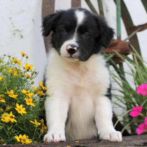 Fengo, Border Collie Puppy