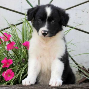 Fengo, Border Collie Puppy