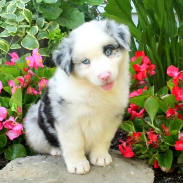 Fifi, Australian Shepherd Puppy