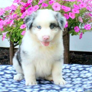 Fifi, Australian Shepherd Puppy