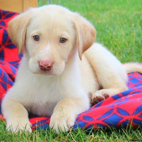 Finn, Labby Dabby Doo Puppy