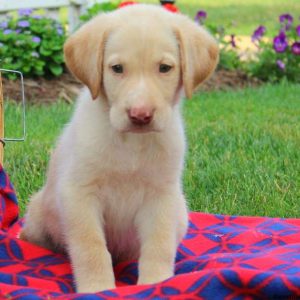 Finn, Labby Dabby Doo Puppy