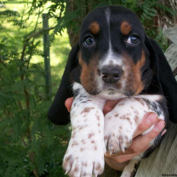 Fiona, Basset Hound Puppy