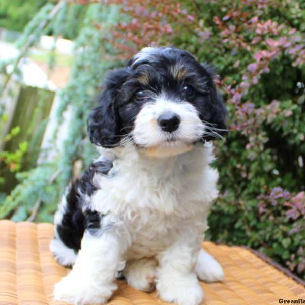 Fiona, Cavachon Puppy