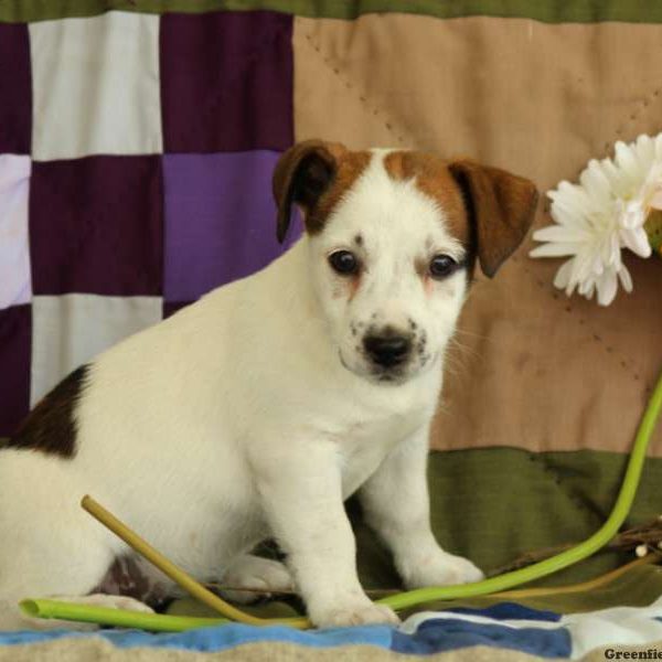 Fiona, Jack Russell Terrier Puppy