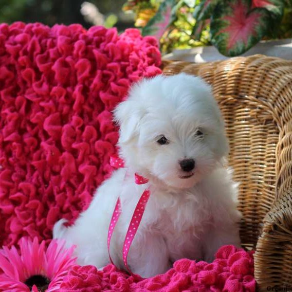 Fiona, Maltese Puppy