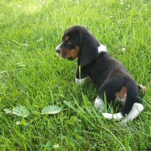 Fiona, Basset Hound Puppy