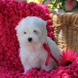 Fiona, Maltese Puppy