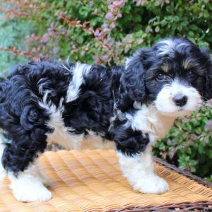 Fiona, Cavachon Puppy