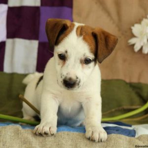 Fiona, Jack Russell Terrier Puppy